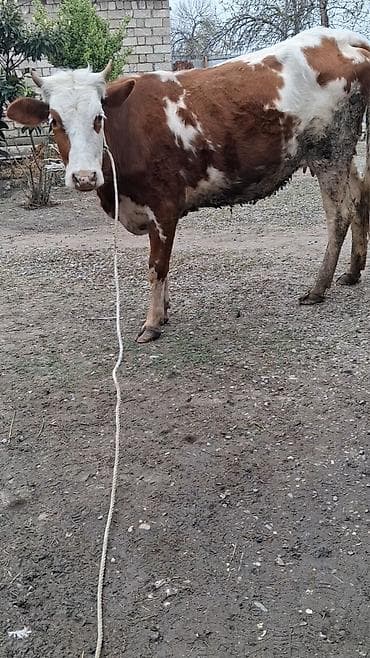 Heyvanlar: Dişi, Simental, il: 2, Südlük, Ünvandan götürmə — 6