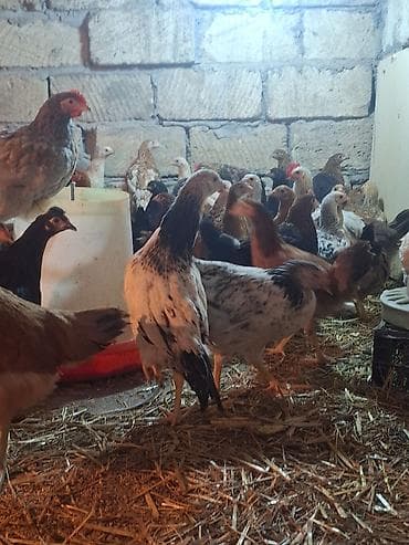 cucə yemi: Toyuq cücələri, Ətlik — 1