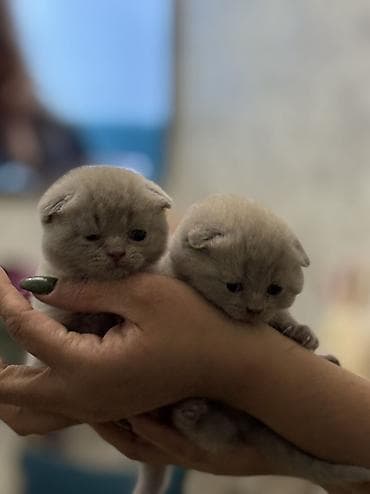 1 azn pişik: Şotland yastı qulaq, Yaxşı əllərə — 3