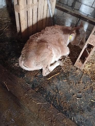 sudluk inəklər: Salam aleykum qirmizi iney simental melezidir yanindaki bala 4 cu — 7