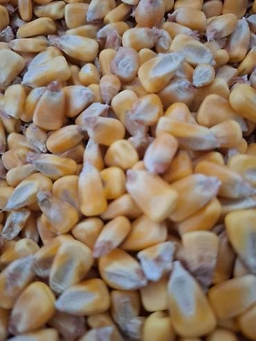 cuce ve xoruz: Məhsul: Qarışıq dənlik qarğıdalı (sarı və qırmızı tonlarda) Təsvir: - — 5