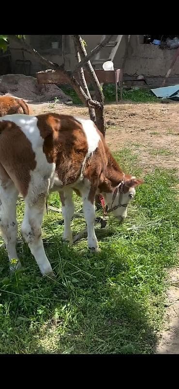 симентал: 2 baş simmental tipli dana - Növ: ətlik-südlük istiqamətli simmental — 3