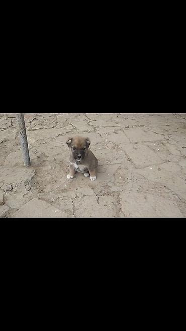 Kanqal, Erkek lalafo.az -da Kanqal, Erkek