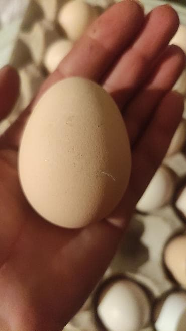Находки, отдам даром: Qala qasebesinde kend yumurtasi satilir 35 qepiye dadli tamli kim — 2