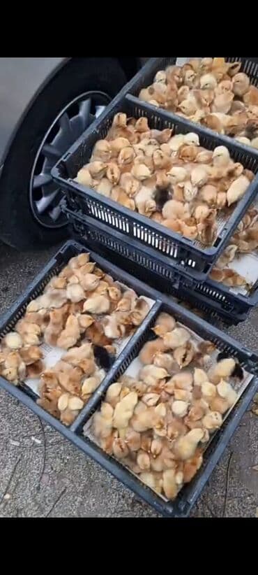 ağ qara pişik: Toyuq cücələri, Damazlıq — 8