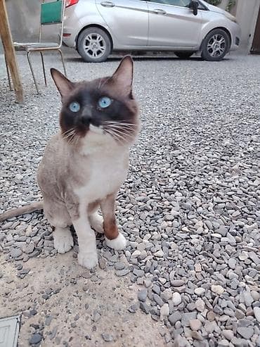 angora pişik: Siam, Erkək, Cütləşmə üçün, Ödənişli çatdırılma — 2