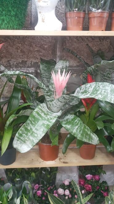 Gübrələr: Gül satsi Vathcapa yazın isdediyniz gülü ünvanda catraq Otaq gülleri — 5