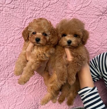 Pudel, 2 ay, Erkek, Sənədli lalafo.az -da Pudel, 2 ay, Erkek, Sənədli