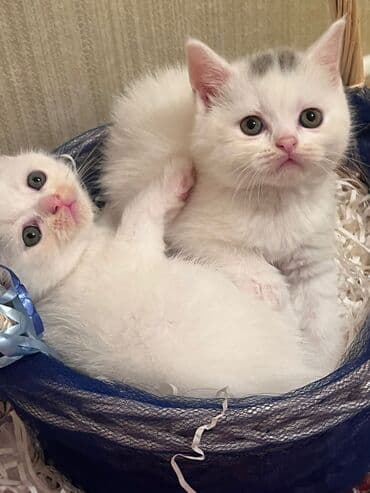 satiliq inekler: Şotland, Erkək, Dişi, Yaxşı əllərə, Ünvandan götürmə, Pulsuz çatdırılma, Ödənişli çatdırılma — 5