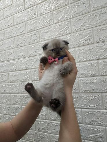 cin bildircin: Britan — 3