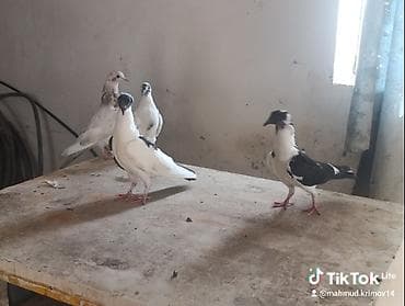 pidbul balası: 1əbrəş maya-1 göy quyruq çilbaş maya-2dənə baladan çıxma qarabaş — 5