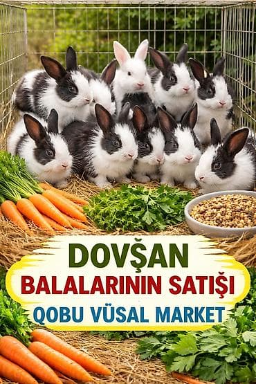 Məhsul: Dovşan balaları Təsvir: - Qobu Vüsal Marketdə dovşan lalafo.az -da Məhsul: Dovşan balaları Təsvir: - Qobu Vüsal Marketdə dovşan