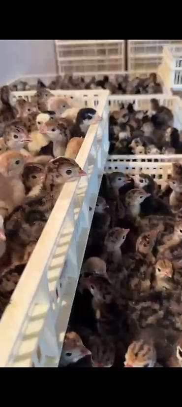 K/t heyvanları üçün mallar: Hinduşka cücələri, Damazlıq, Ödənişli çatdırılma — 1