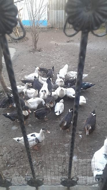 Qarışıq oredkelr həm lal həmdə sesli qiymət 12 Aşağıda ola bilər