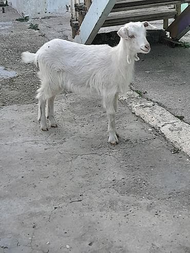 Atlar: Dişi, Zanen, il: 1, 30 kq, Damazlıq, Ünvandan götürmə — 3