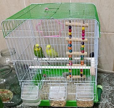 Gəmiricilər: 2 ədəd cins tutuquşu satılır, 1 aylıq yem və vitaminləri yanlarında — 1