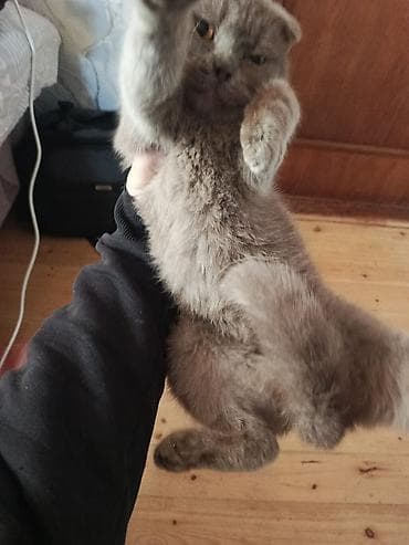 pisiyler: Şotland — 2