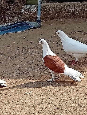 qefes satisi: Kəvən baladi satılır real alıcılar əlaqə saxlasin — 3