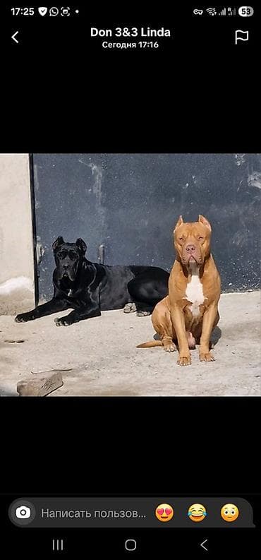 Akvariumlar: Pitbul, Cütləşmə üçün — 3