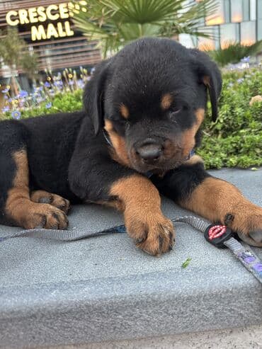 it cutlesdirmek: Rotveyler, 1 ay, Erkek — 15