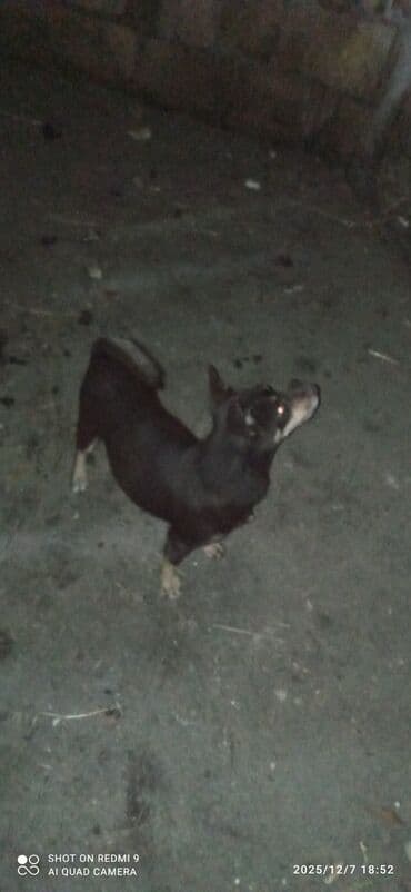 etibarlı əllərə itler: Zvanok damka arginali təmiz qan küçükleri satılır Balaca ölçülü həyət — 1