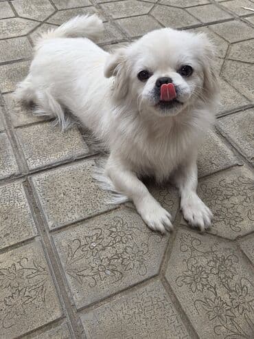 породистые собаки в добрые руки: Pekines, Dişi — 2