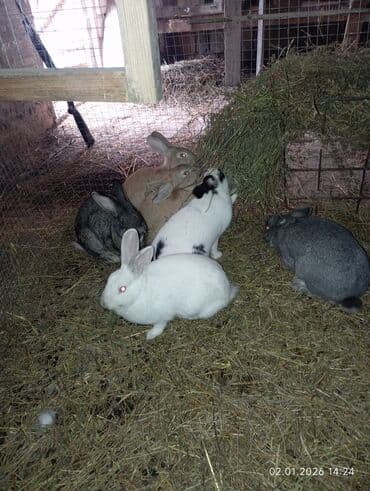 Qoyunlar, qoçlar: 10 eded böyük dovşanlar 8 ana 2 erkək analar hamisi boğazdi — 1