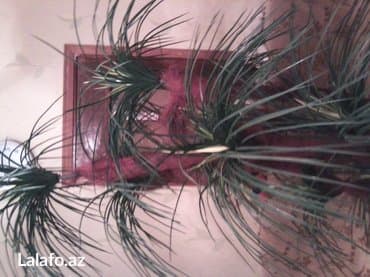 süni ağac: Dekarativ palma ağacı. Hündürlüyü 1. 90sm. 7 budaqlı — 3