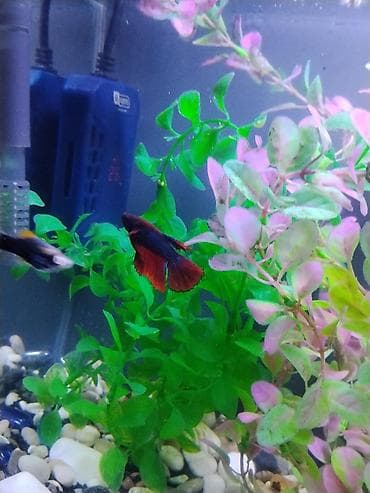 rengli baliqlar: Betta (Petuşok balığı), Sülhsevər — 3