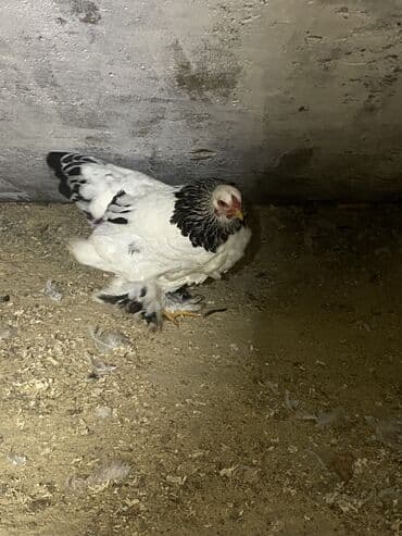 toyuqlar: Toyuq, Damazlıq, Ödənişli çatdırılma — 9