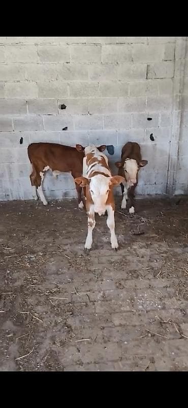 cins toyuqlarin satisi: Satılır: 3 baş dana - Cins: qarışıq südlük-ətlik tip (qırmızı-ağ — 4