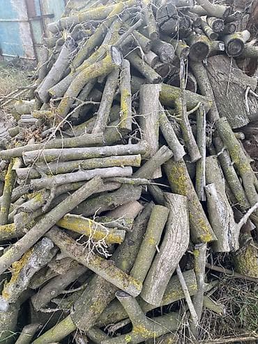 hemise yasil agaclar: Odundan yanacaq – qarışıq ağac növləri • Böyük kötüklər və orta — 2