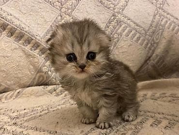 it pişik: Tabbi, Yaxşı əllərə — 4