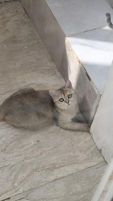 pişik ev: Şinşilla, Erkək, Yaxşı əllərə, Ödənişli çatdırılma — 2