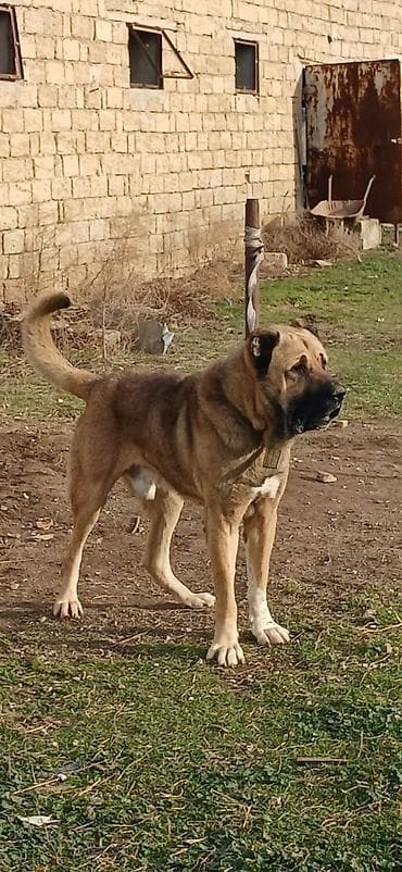 Птицы: Гурдбасар, 3 годa, Самец — 1