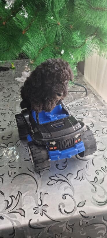 it balası satışı: Pudel, 1 ay, Erkek — 2