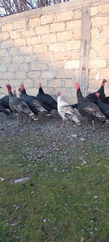 Gəmiricilər: Məhsul: Hinduşka sürüsü Təsvir: 8 ayliq tam sağlam kəsimə yararlı — 2