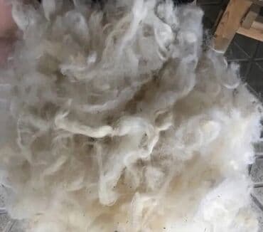 İtlər: Məhsul: Təbii qoyun yunu Təsvir: - Fermer təsərrüfatından toplanmış — 3