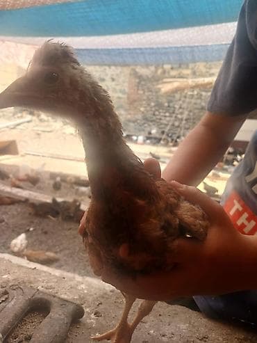 tovuz quşları: Məhsul: Yerli Kend Cuceler 70 gunluk.Cox say alana endirim edecem — 2