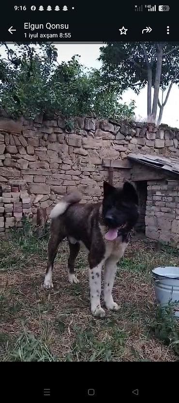 heyvanlar: Akita-inu, 1 il, Erkek, Peyvəndli — 2