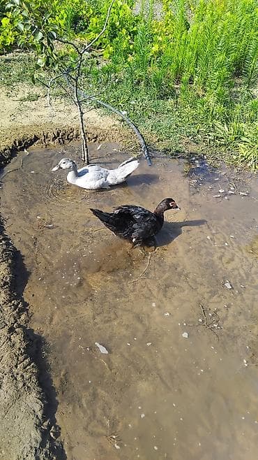 lavanda ördek: Erkek lavanda diwi.macar tek tek satlmir 2si bir yerde 50m unvan — 3