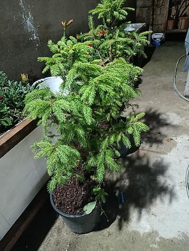 Qara küknar (Picea) – qablarda əkilmiş dekorativ həmişəyaşıl