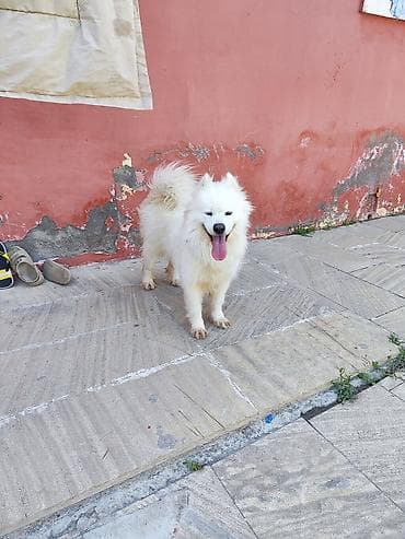 mini itler: Samoyed — 6