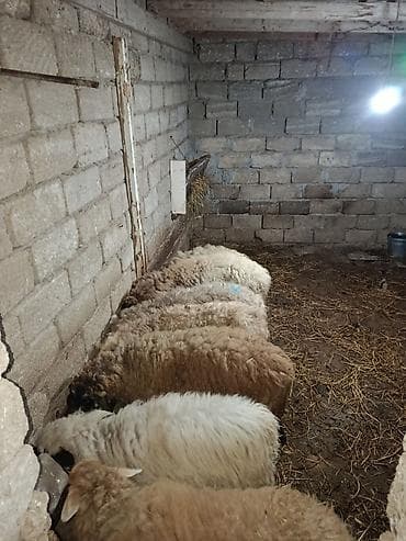 Gəmiricilər: Salam quzular satılır diri çəkinən 8 manatdan — 2