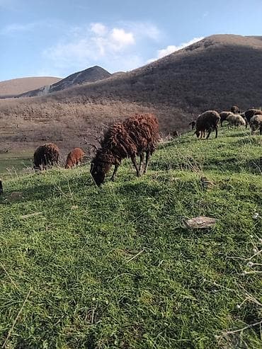 qoyunlar: Erkək quzular satılır isdəyən şəxslər əlaqə saxlasın — 4