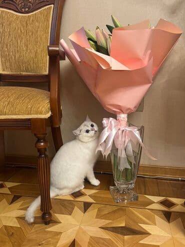 Кошки: Британская, Самец, В добрые руки, Самовывоз — 1