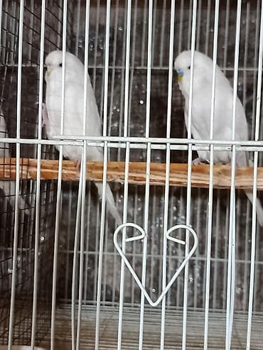 1 cüt tutuquşu satılır. İri quşlardır.Bir yaşları var.Yeni cütə