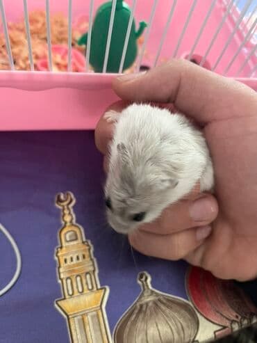 su donuzu: Cücərti rəngli xəzli cırtdan hamster (Djungarian tipli). Kiçik ölçülü — 2