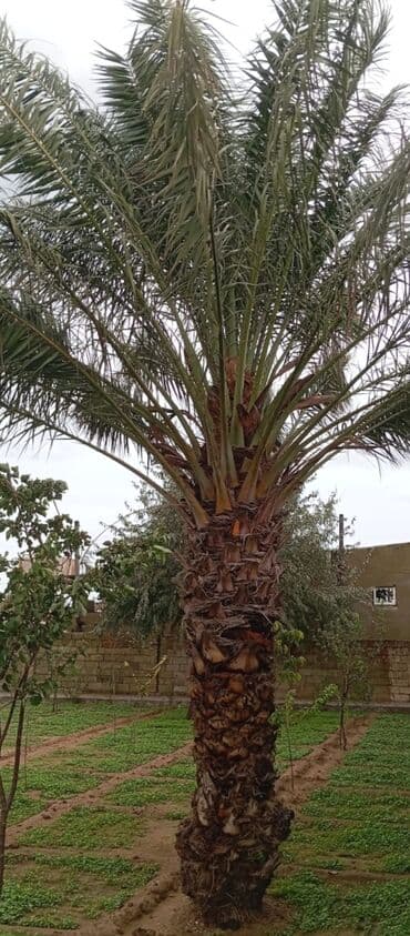 palma ağacları: Məhsul: Xurma palması (Phoenix dactylifera) - Böyük ölçülü dekorativ — 1