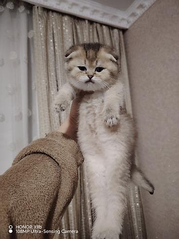 pişik tualet: Şotland yastı qulaq, Dişi, Yaxşı əllərə, Ödənişli çatdırılma — 4